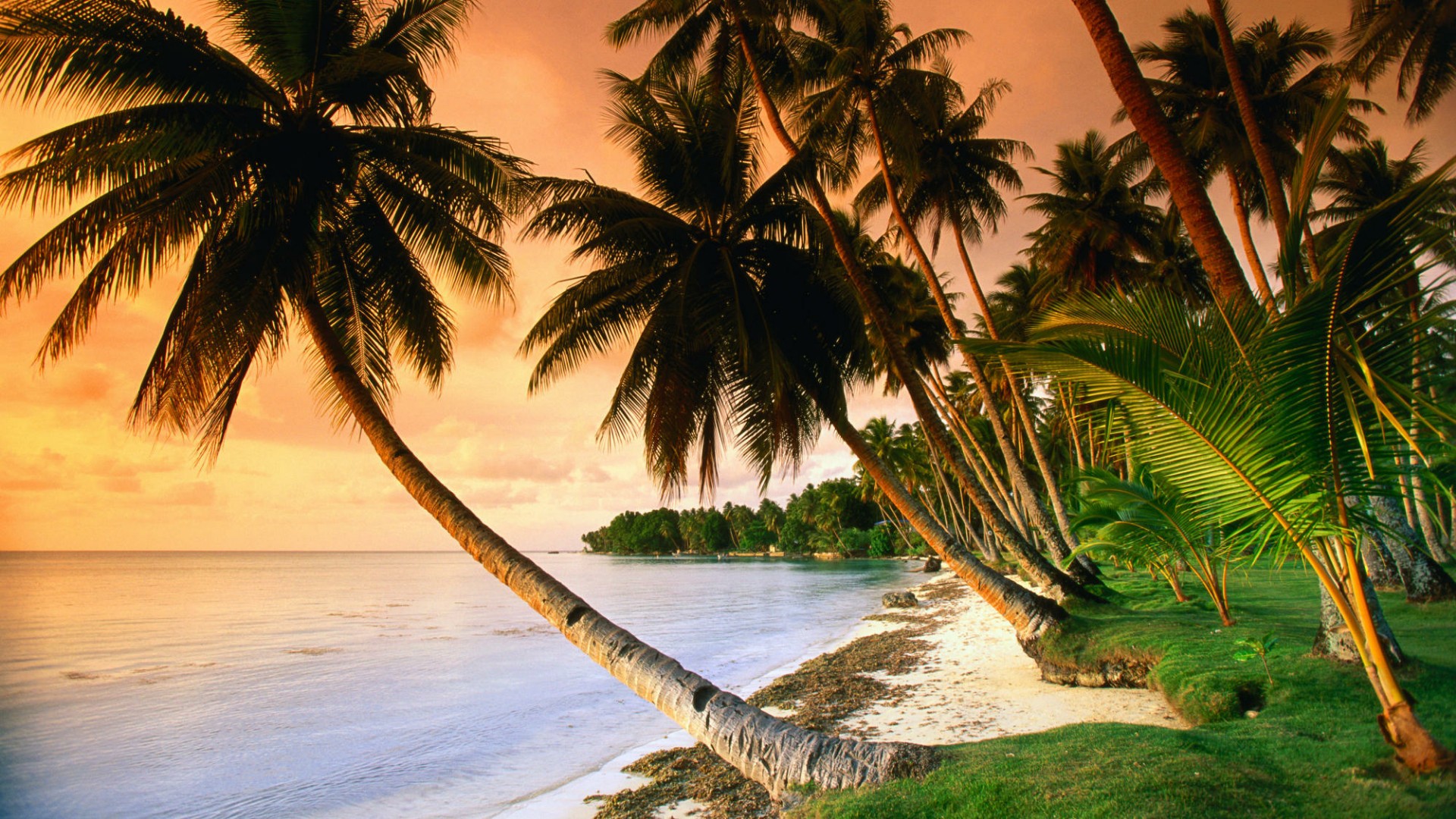 caribbean-island-palm-trees-backiee