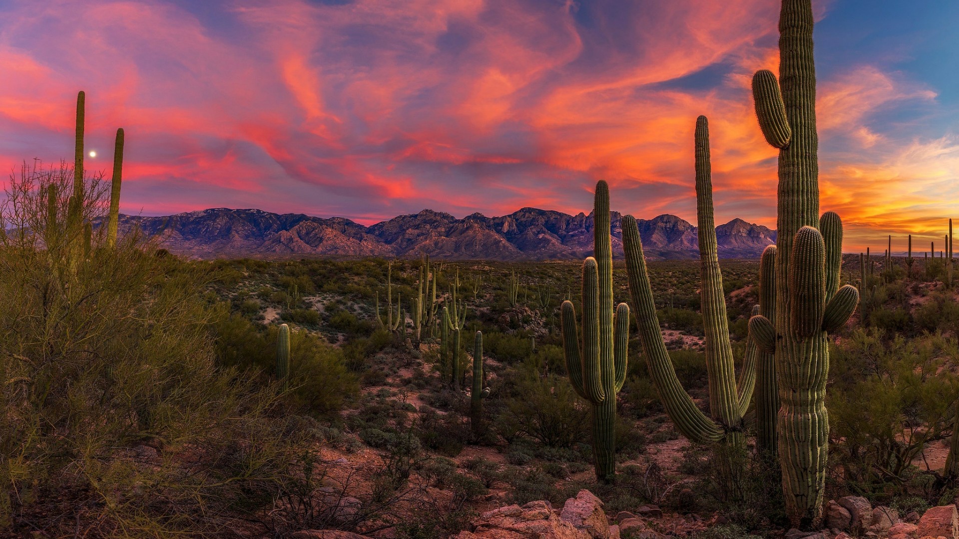 Saguaro Cactus in the Sonoran Desert at sunset - Arizona - backiee