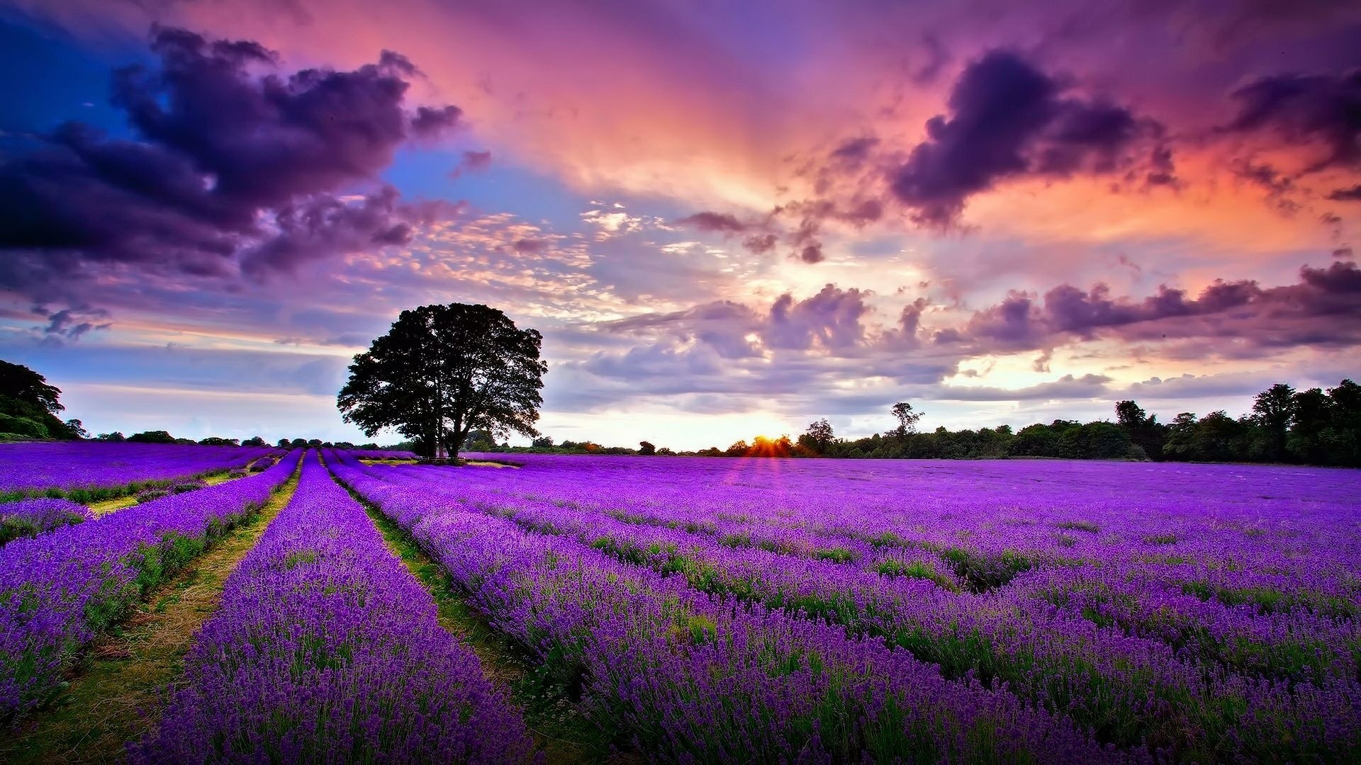 Sunrise over the lavender filed wallpaper - backiee