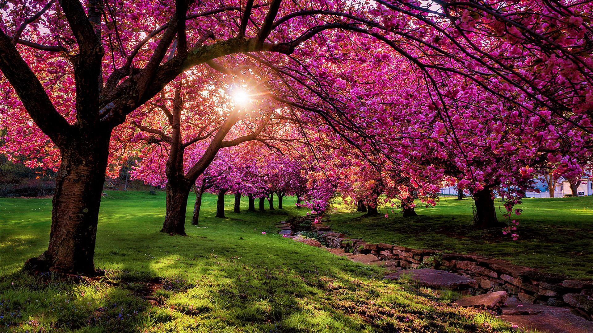 Pinky Spring Scenery HD Wallpaper - backiee