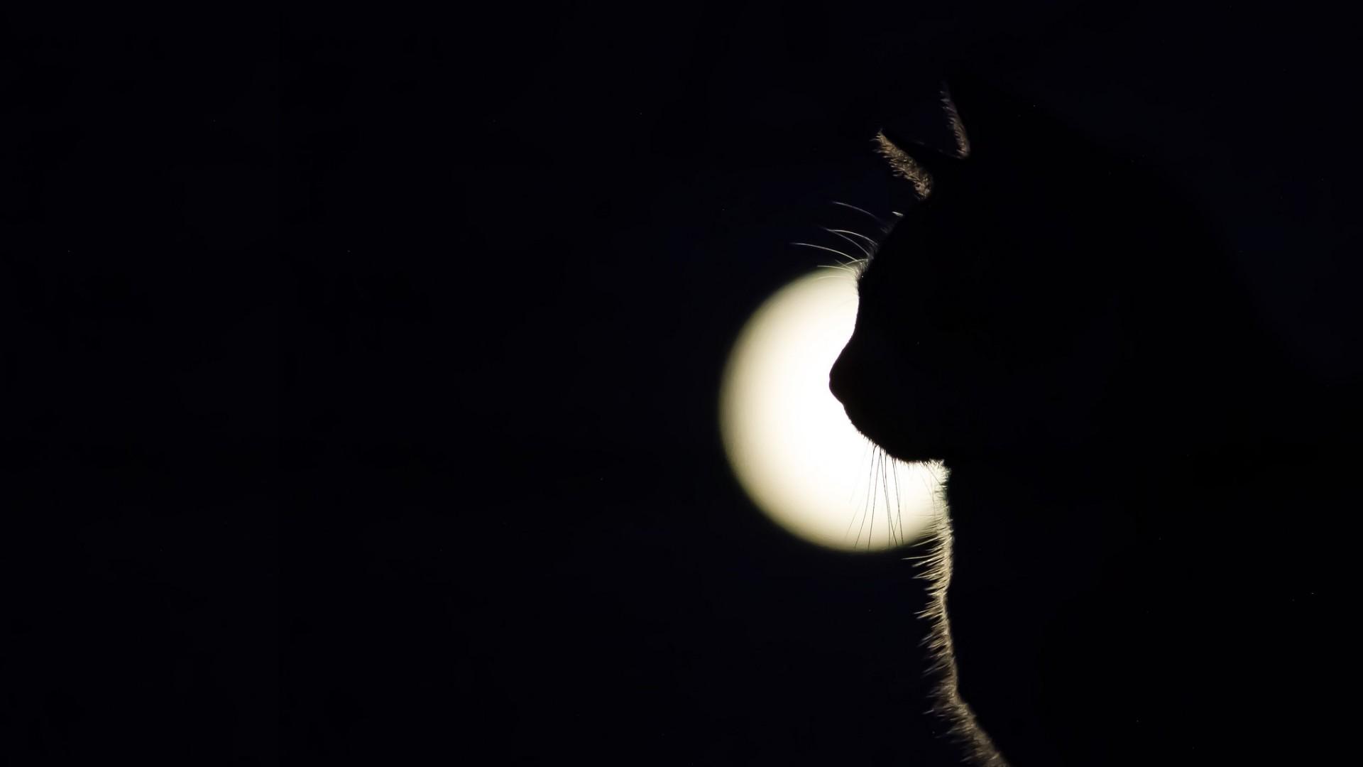 Cat in the full moon - backiee