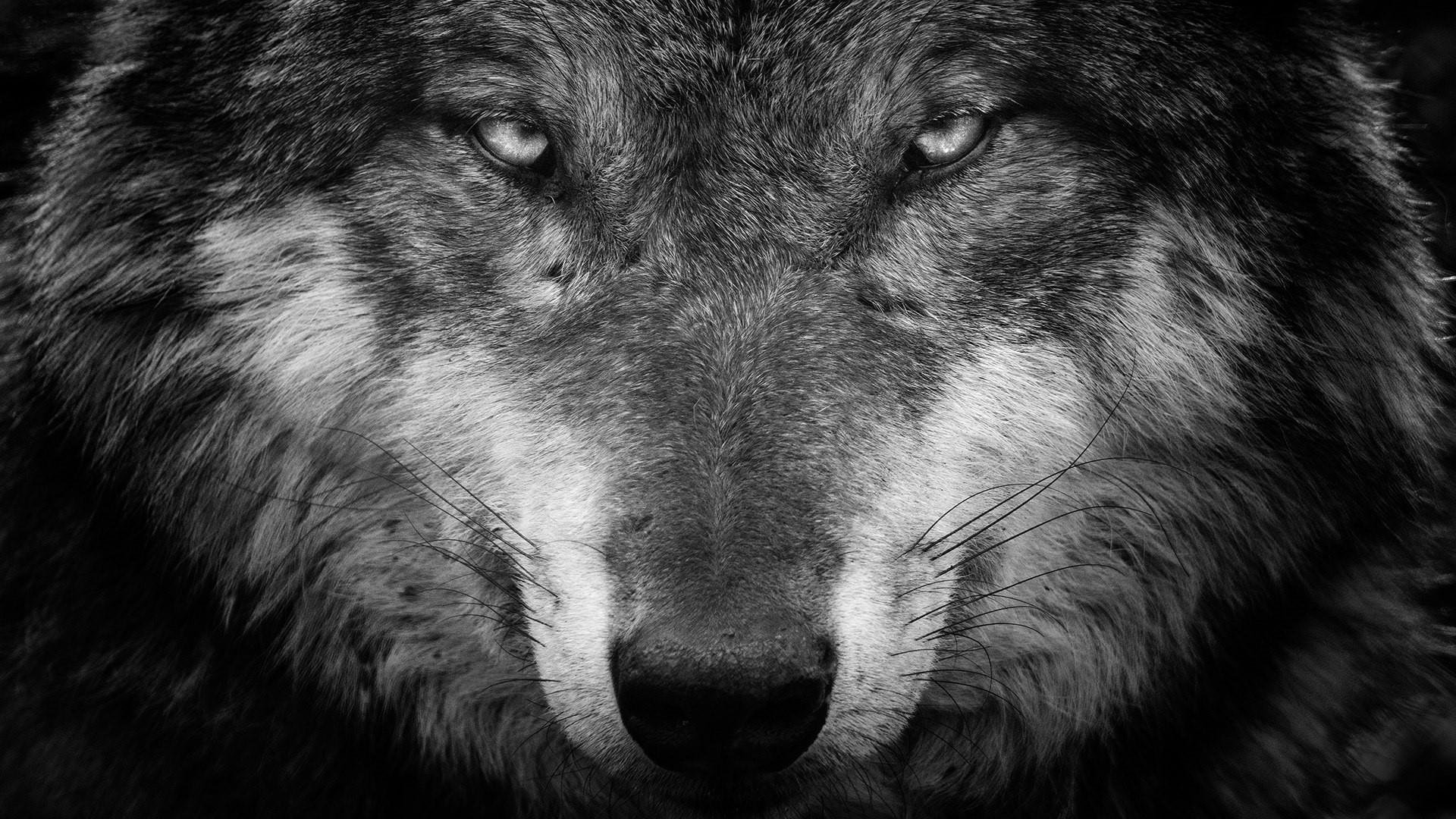  Wolf  black  and white  portrait wallpaper  backiee