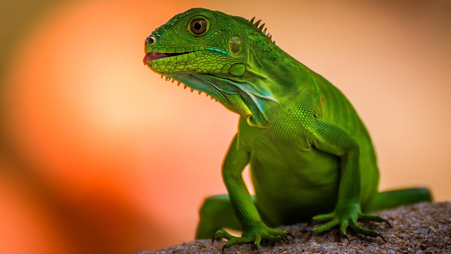 Green lizard - backiee