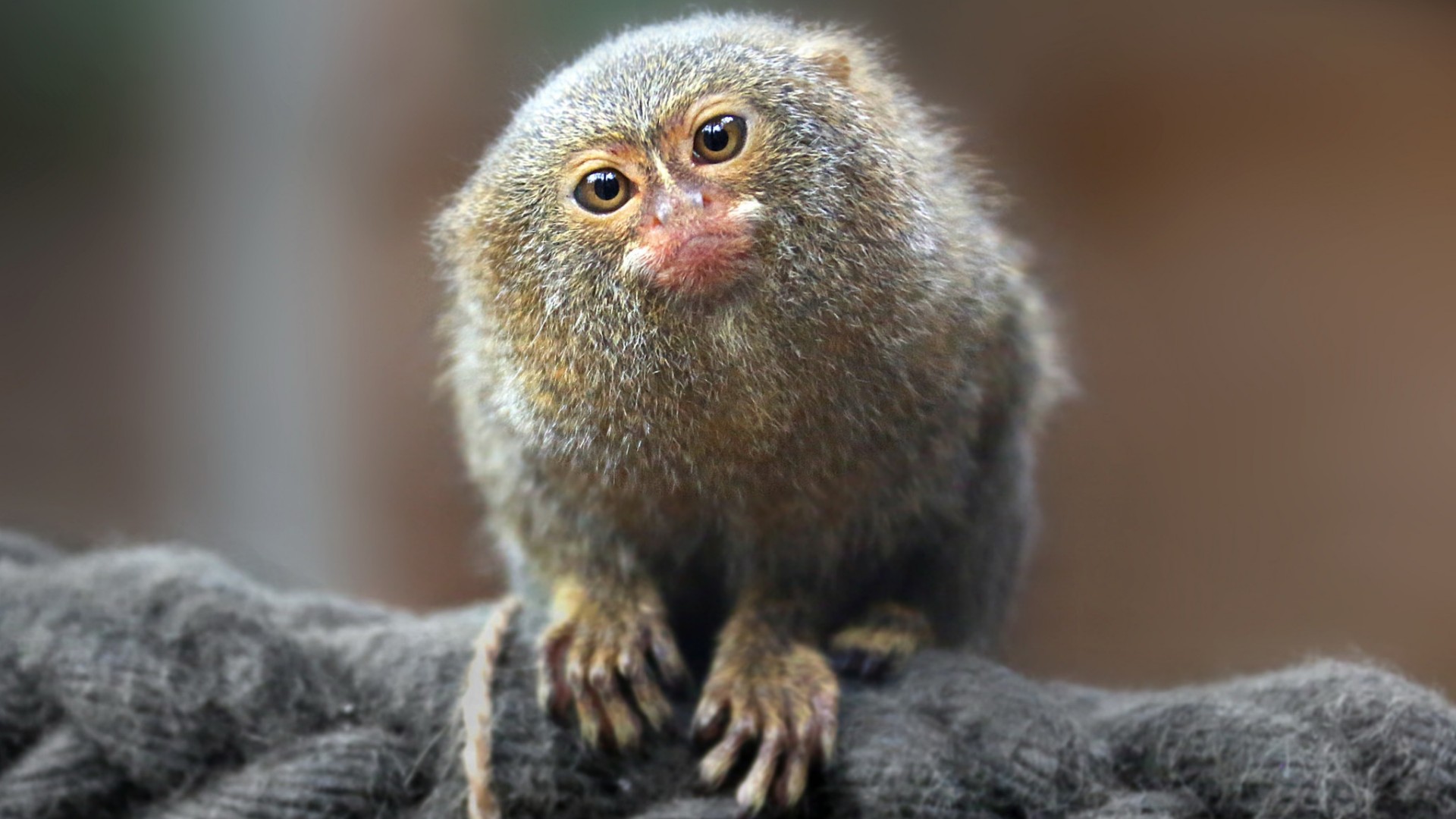 Pygmy marmoset - backiee