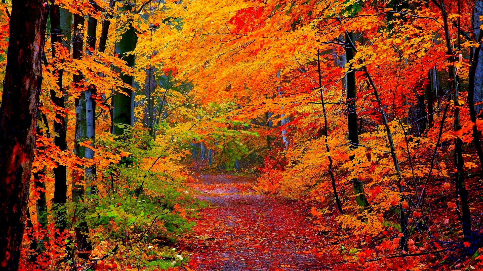 Autumn colors wallpaper - backiee