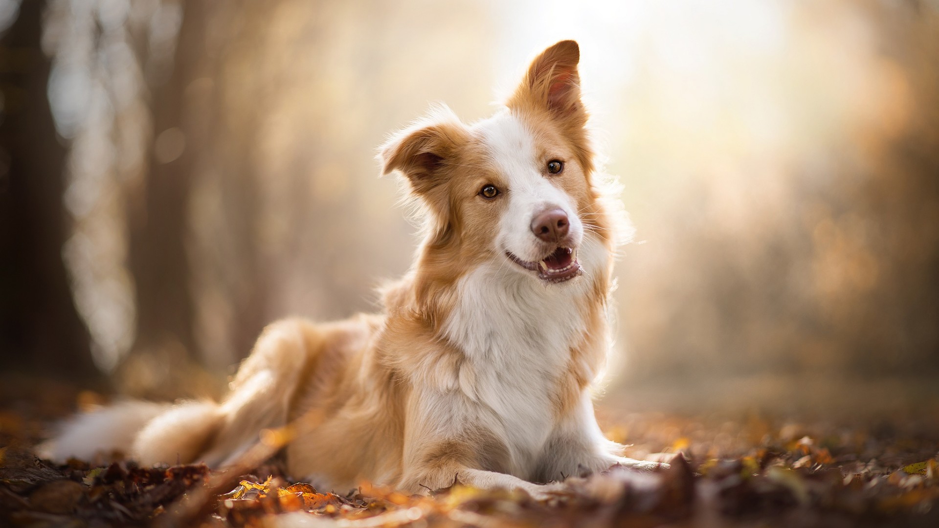 Brown border collie wallpaper - backiee