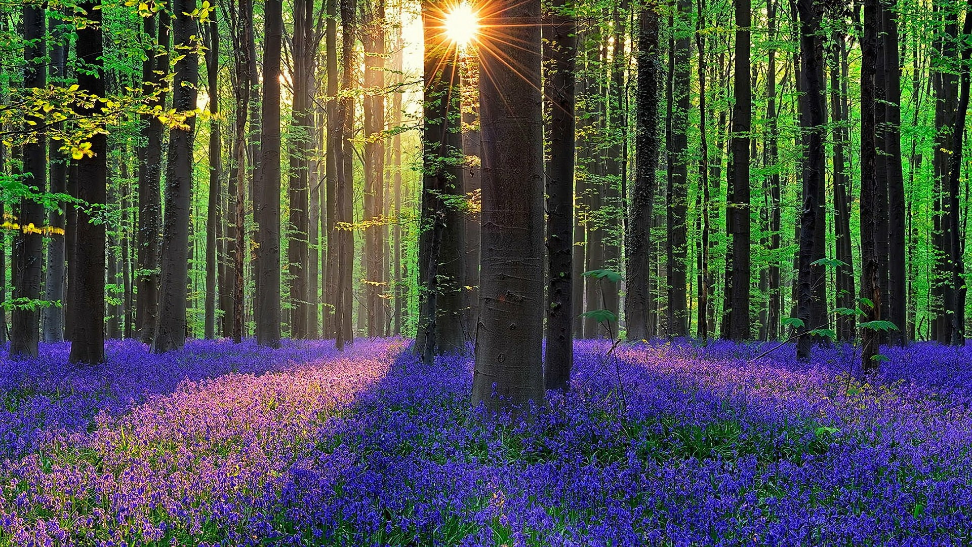 Синий лес в Бельгии