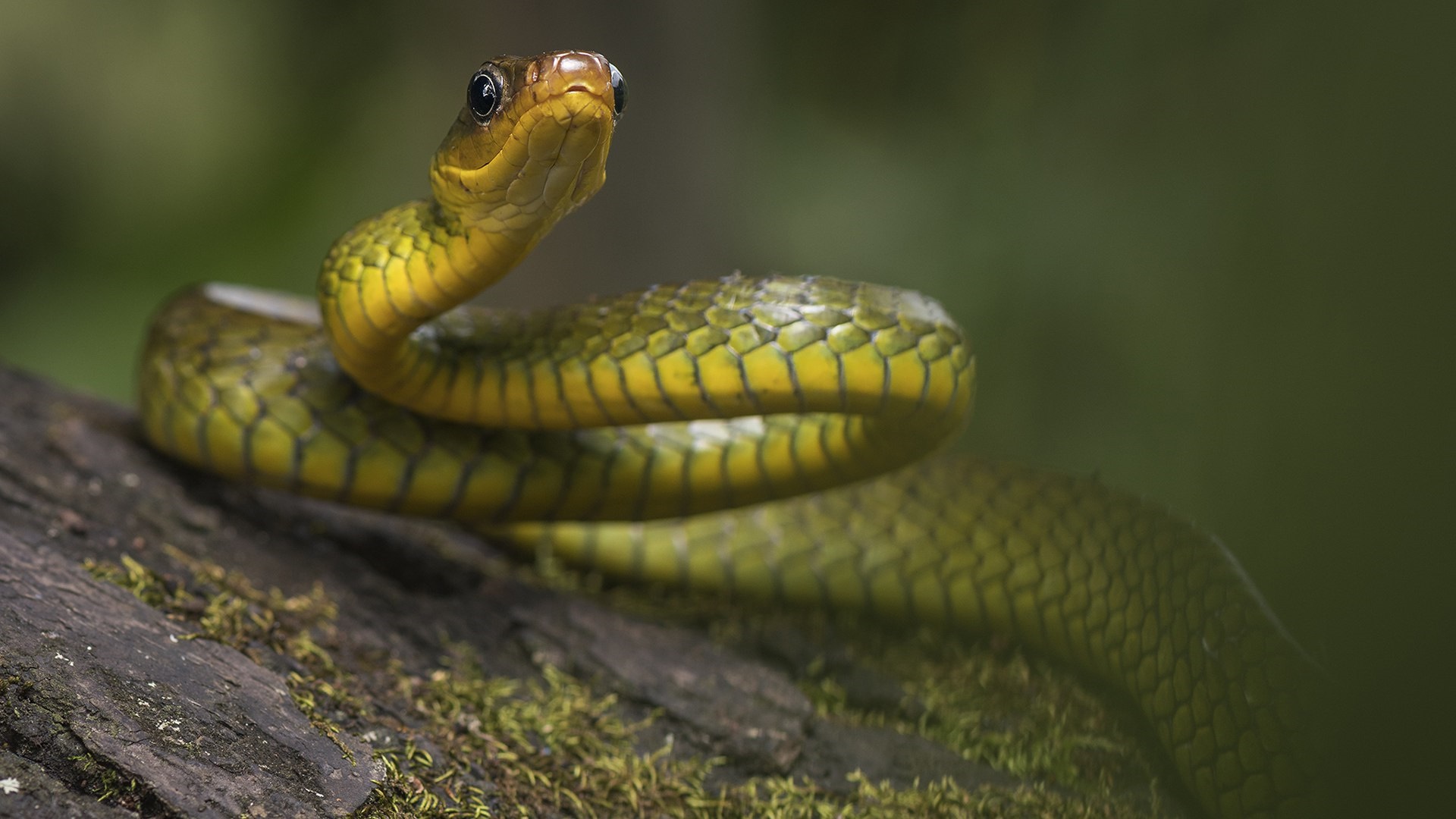 Western green mamba wallpaper - backiee