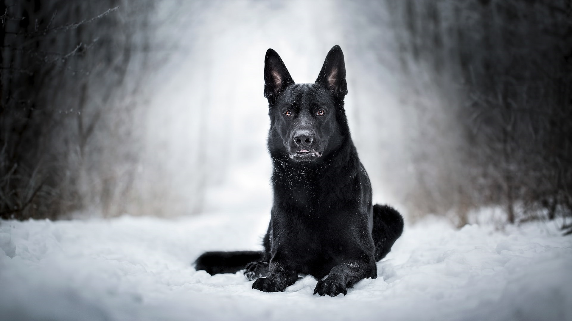 Black dog in the white snow wallpaper - backiee