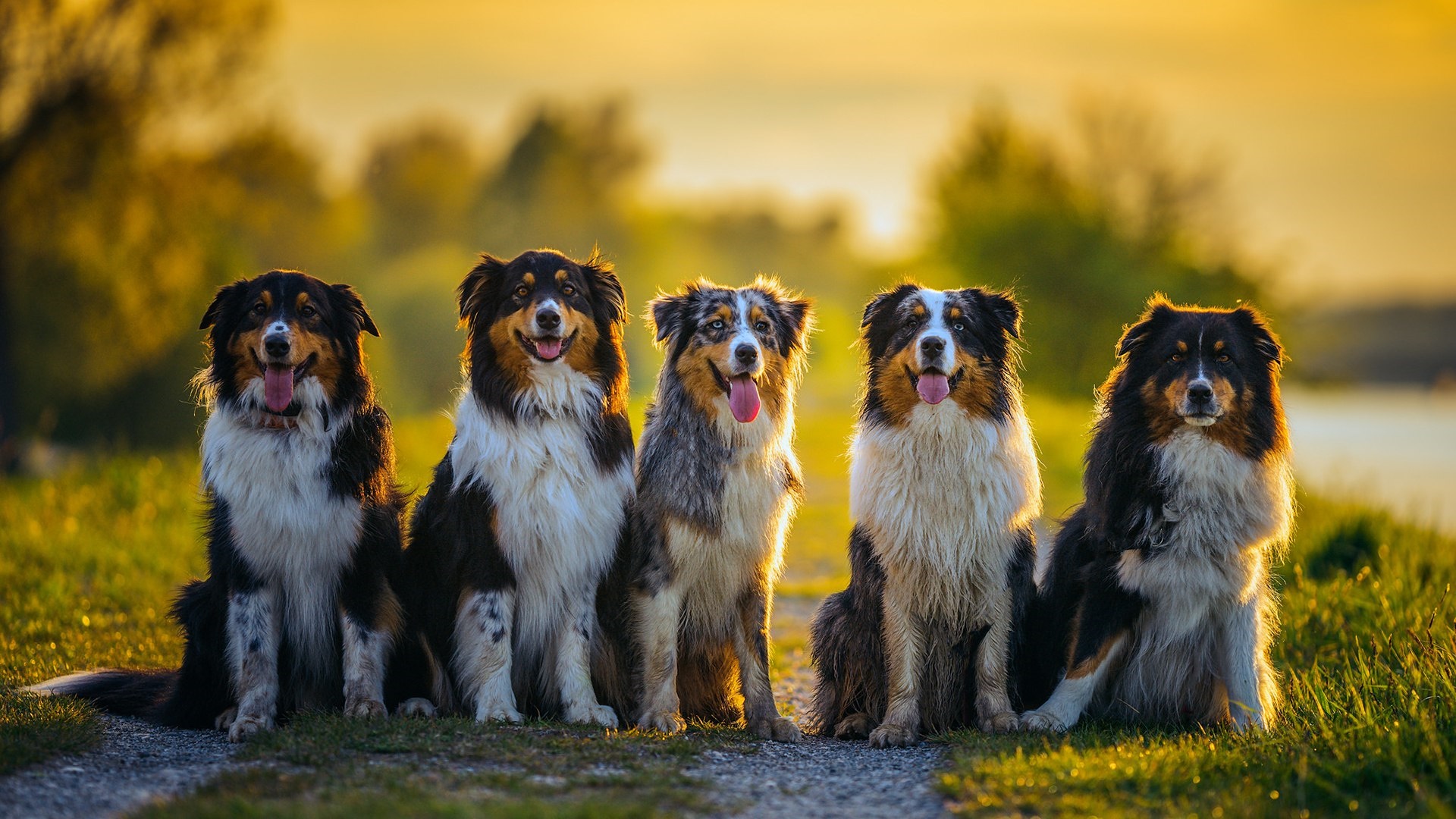 Australian Shepherd Dogs Wallpaper - Backiee