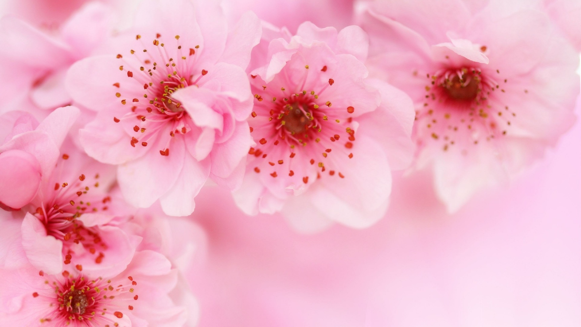 Pink cherry blossom wallpaper - backiee