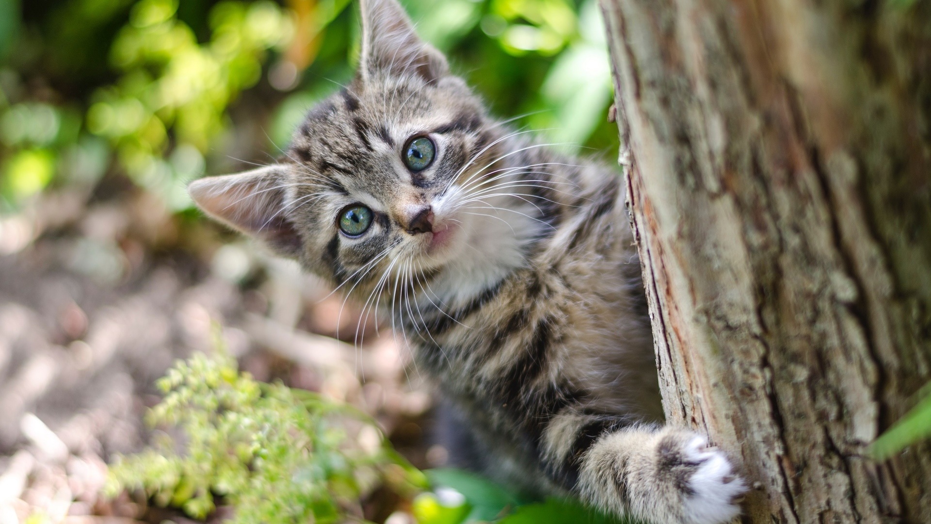 Cat Climbing Up A Tree Wallpaper Backiee