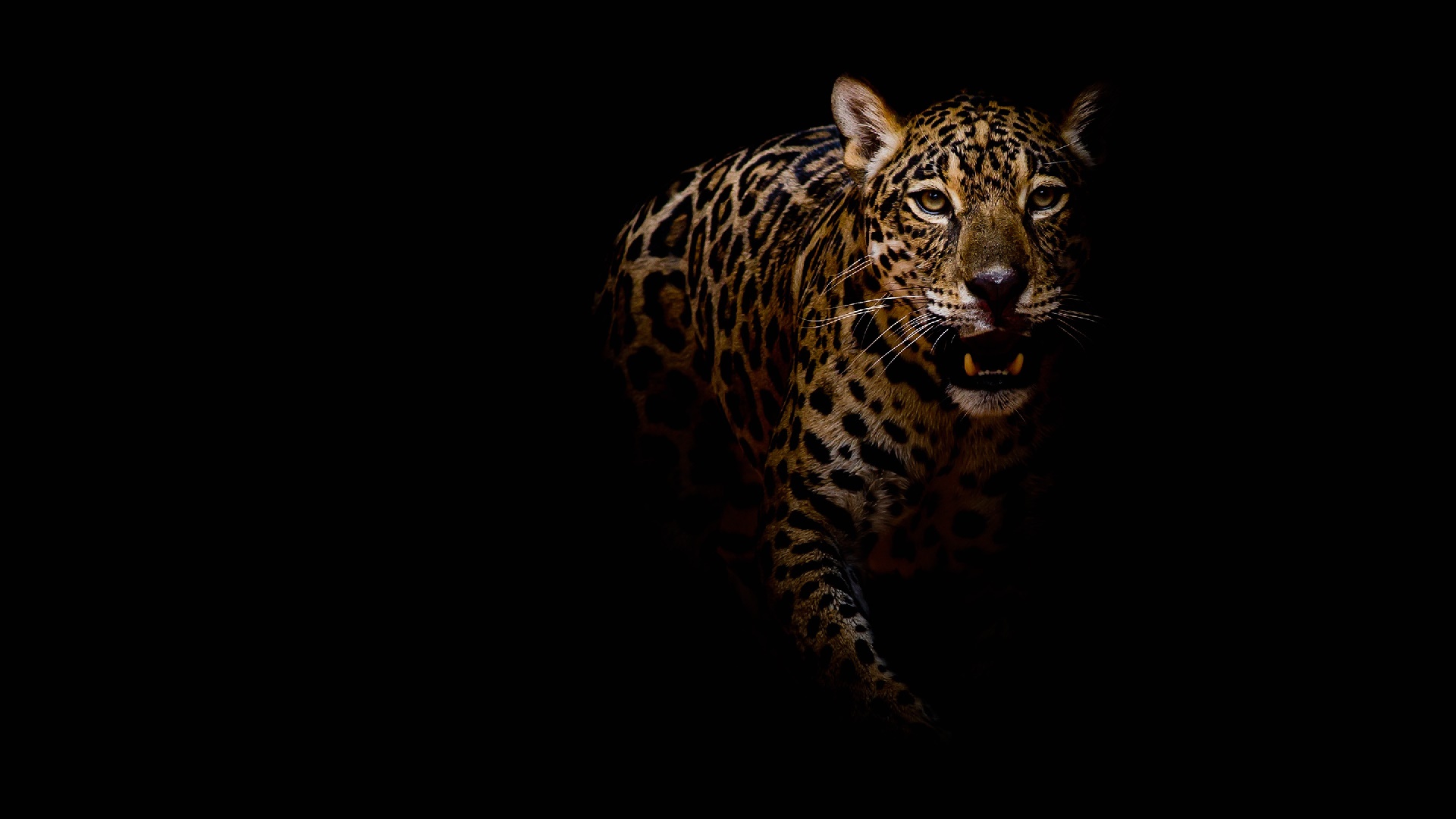 Леопард на темном фоне
