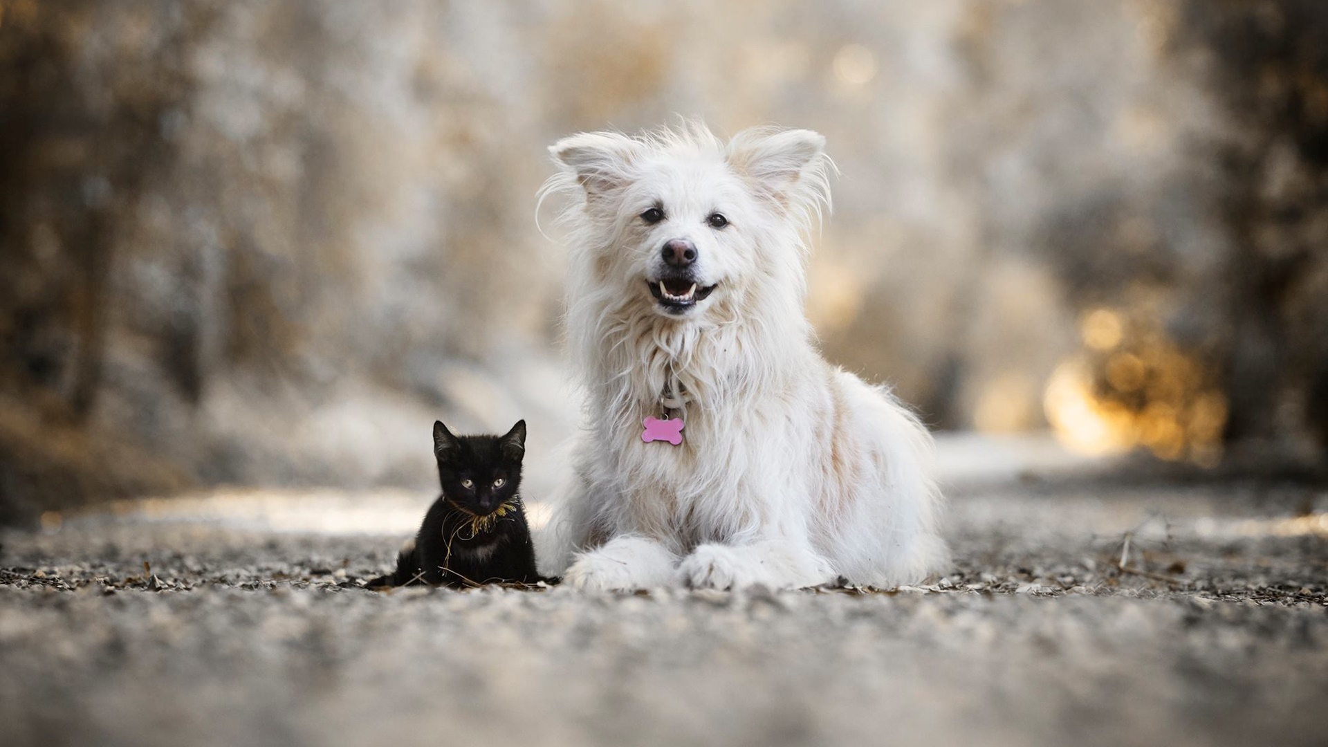 White dog and black cat wallpaper - backiee