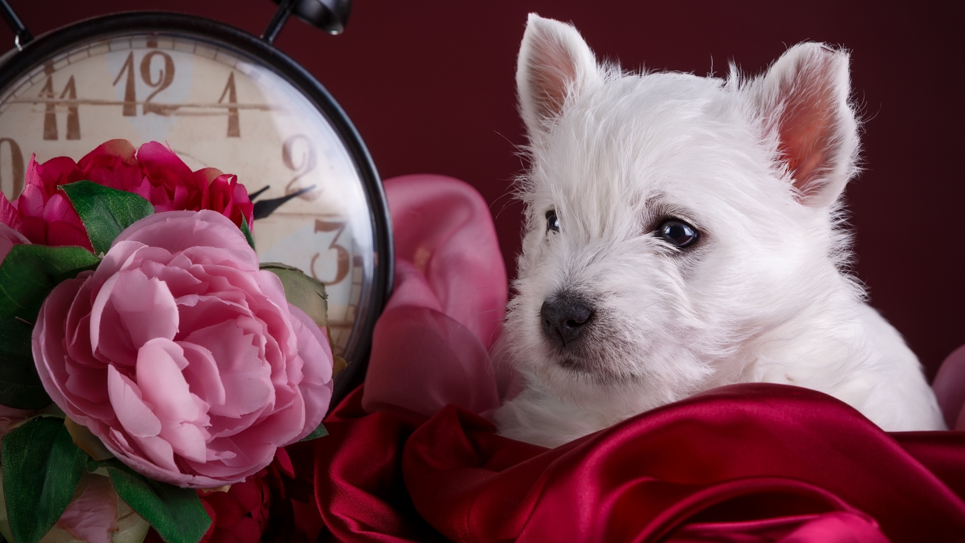 West highland white terrier puppy wallpaper - backiee