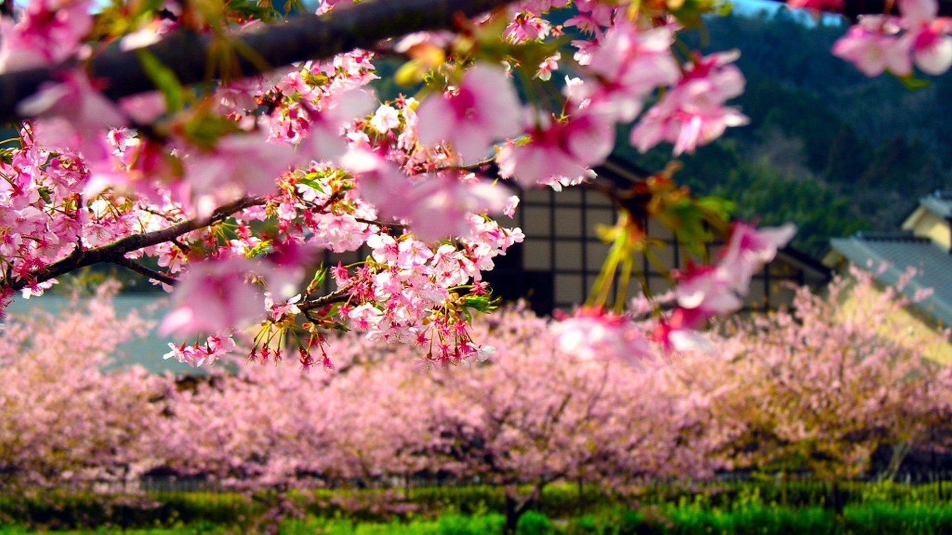 Sakura trees wallpaper - backiee