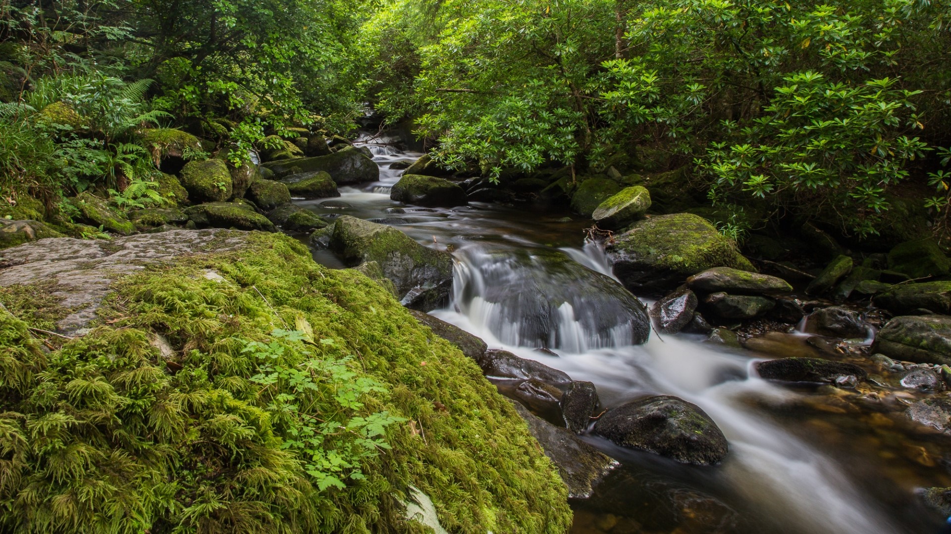 Killarney National Park, Ireland - backiee