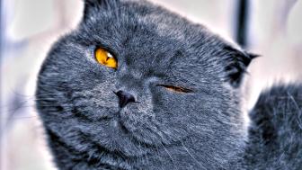 Winking cat wallpaper