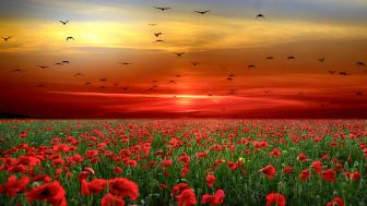 Birds in flight on a field of poppies at sunset wallpaper