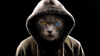 Heterochromia eyes cat in hoodie wallpaper