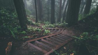 Rainy Forest wallpaper