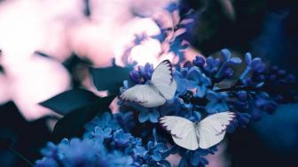 Beautiful Butterflies wallpaper