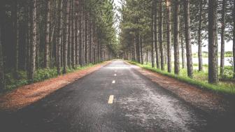 Pine line among an endless road wallpaper