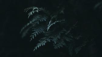 Wallpaper from nature category