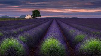 Valensole plateau lavender field, Provance, France wallpaper