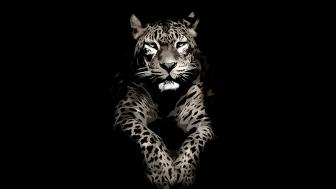 Paint jaguar wallpaper