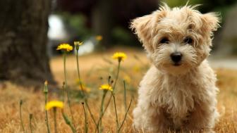 Dog wallpaper