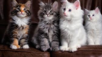Wallpaper from animals category