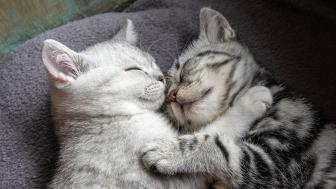 Wallpaper from animals category