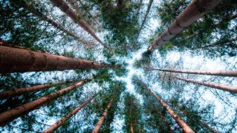 Trees low angle photography wallpaper