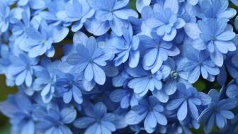 Wallpaper from flowers category