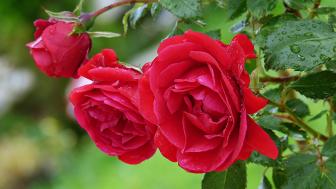 Wallpaper from flowers category