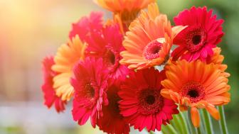 Wallpaper from flowers category