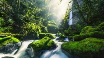 Wallpaper from nature category