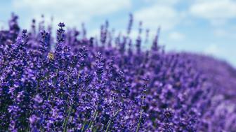 Wallpaper from flowers category