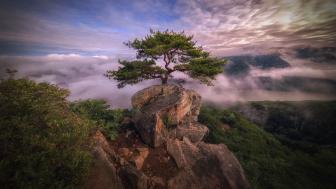 Wallpaper from nature category