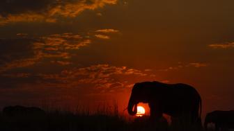 Wallpaper from animals category