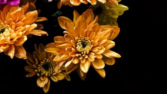 Orange flowers on black background wallpaper