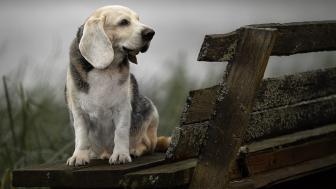 Wallpaper from animals category