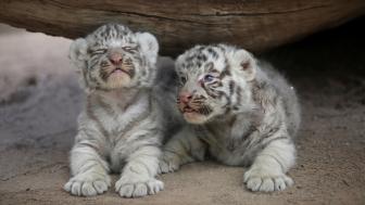Wallpaper from animals category