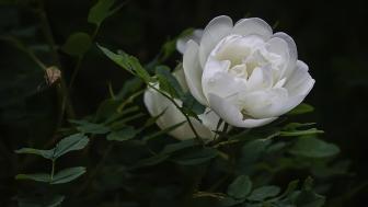 Wallpaper from flowers category