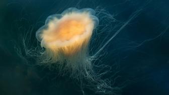Lion's Mane Jellyfish in Gullmarsfjorden wallpaper
