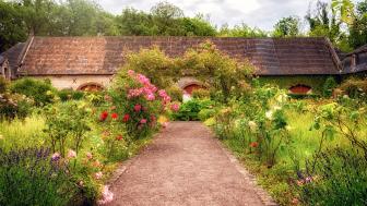 Garden Roses in the backyard wallpaper