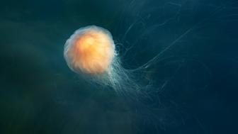 Lion's Mane Jellyfish in Gullmarn Fjord at Sämstad wallpaper