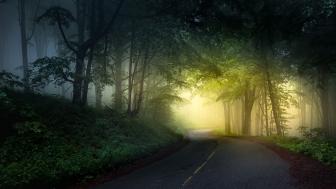 Wallpaper from nature category