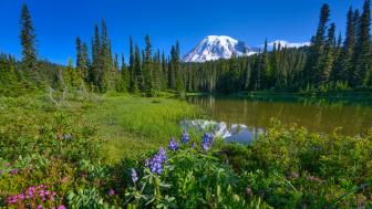 Spring nature wallpaper